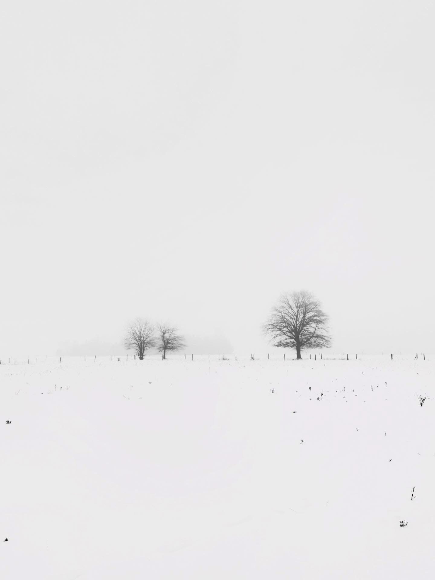 Zaśnieżone pole z kilkoma drzewami na horyzoncie we mgle